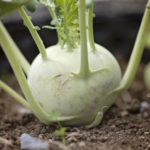 Kohlrabi?