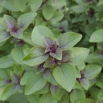 Holy Basil!
