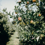 All purpose Apple Cider Vinegar