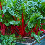 Chard-Topping Results