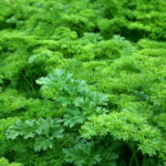 Parsley – green goodness