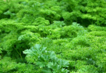 Parsley – green goodness