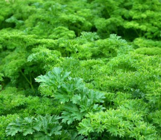 Parsley – green goodness